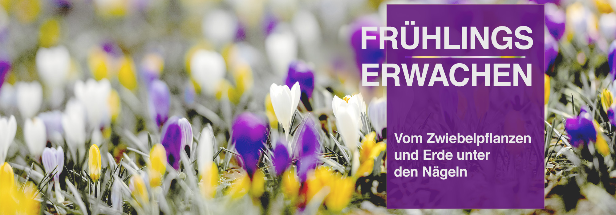 Zwiebelpflanzen in bunten Farben
